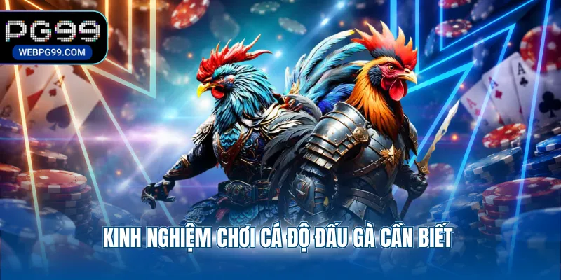 kinh nghiem choi ca do dau ga can biet Kinh nghiệm chơi cá độ đấu gà cần biết